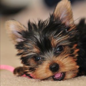 Meet your Posher, Deidre